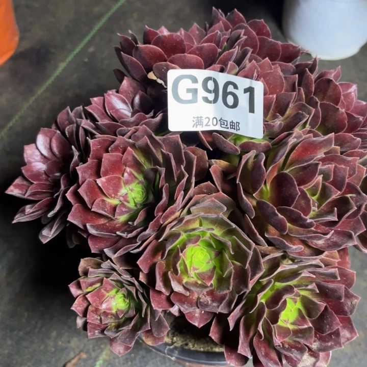 瑞妈多肉园艺961