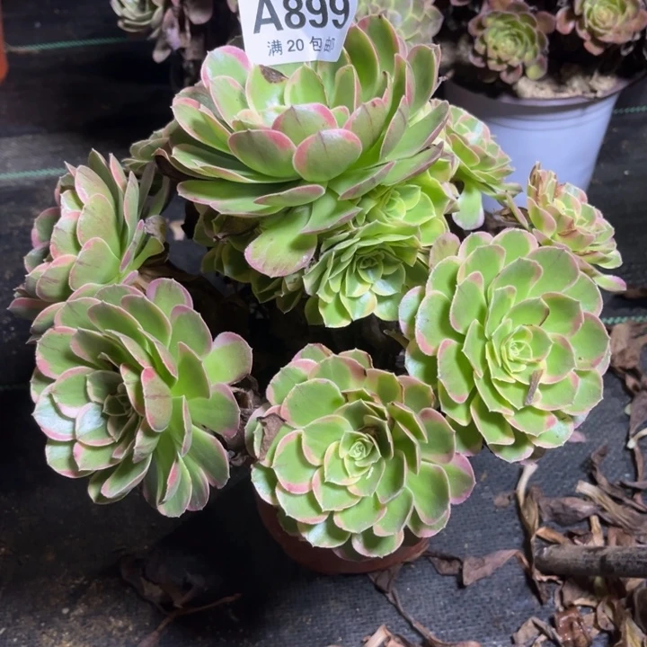 瑞妈多肉植物899