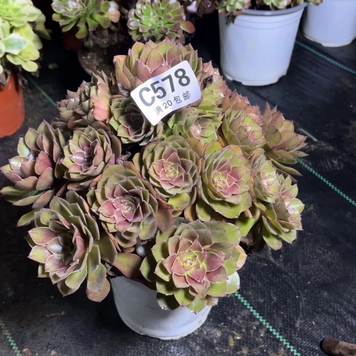 瑞妈多肉植物578桃花石