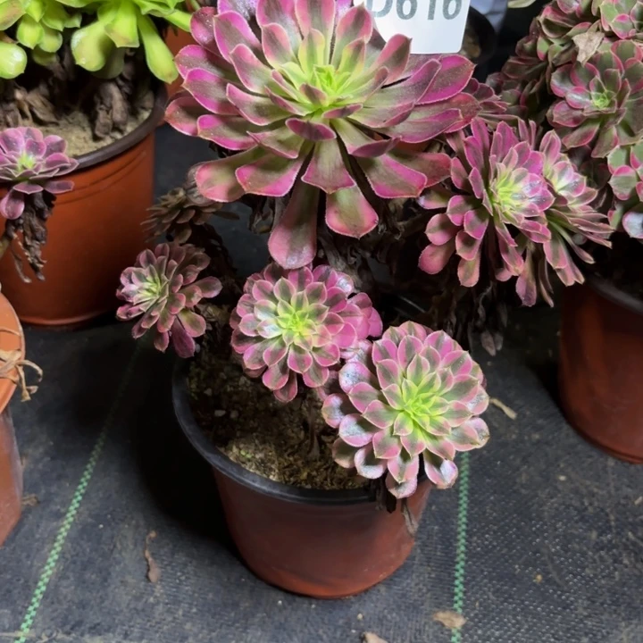 瑞妈多肉园艺616