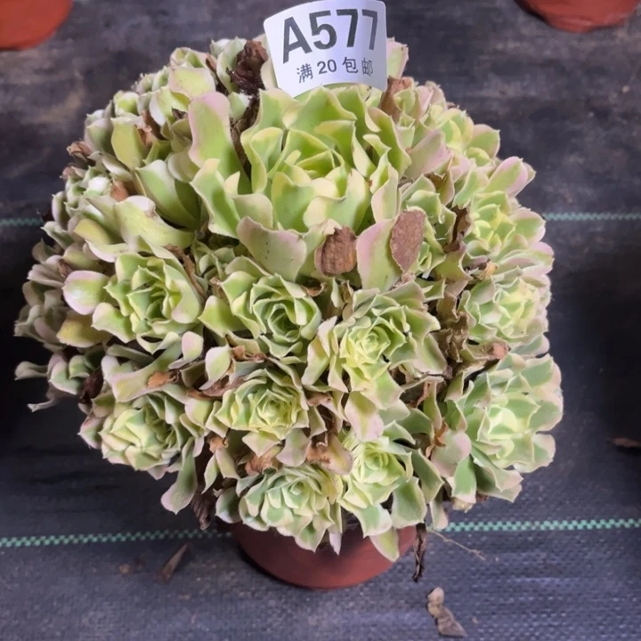 茉*花瑞妈多肉植物577