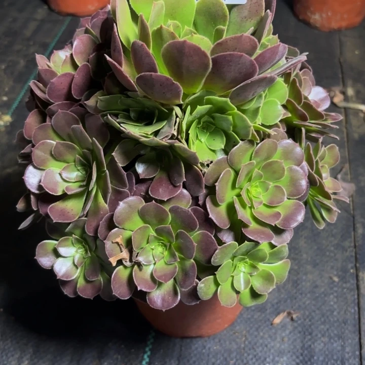 瑞妈多肉园艺728