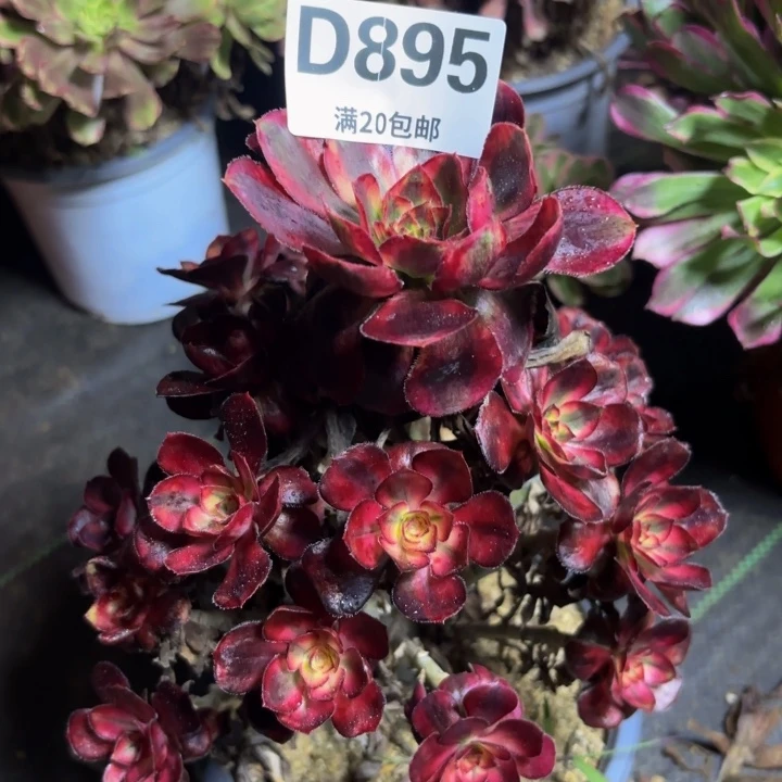 瑞妈多肉园艺895