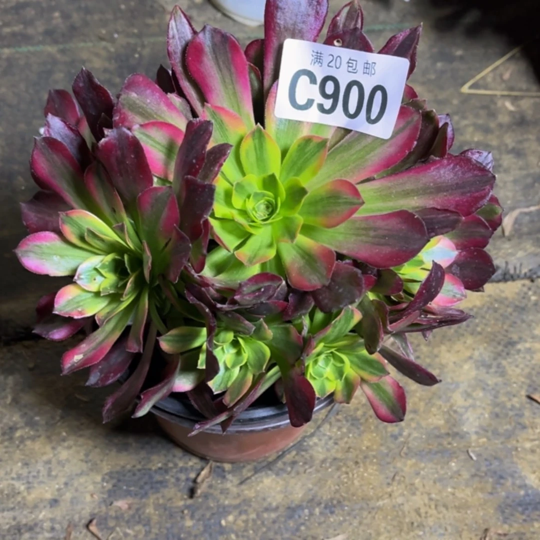 【闪购商品】多肉900