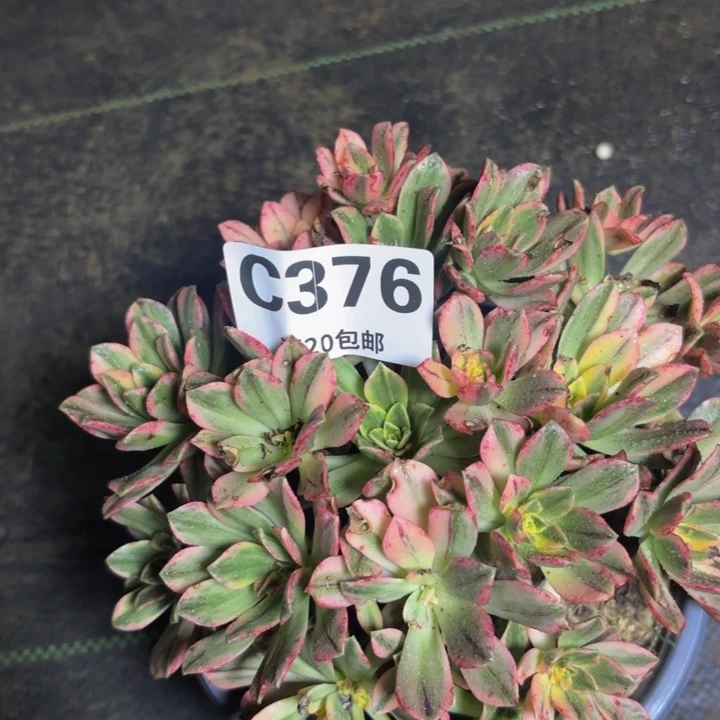 瑞妈多肉园艺376