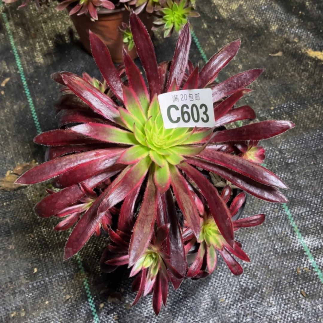 【闪购商品】多肉603