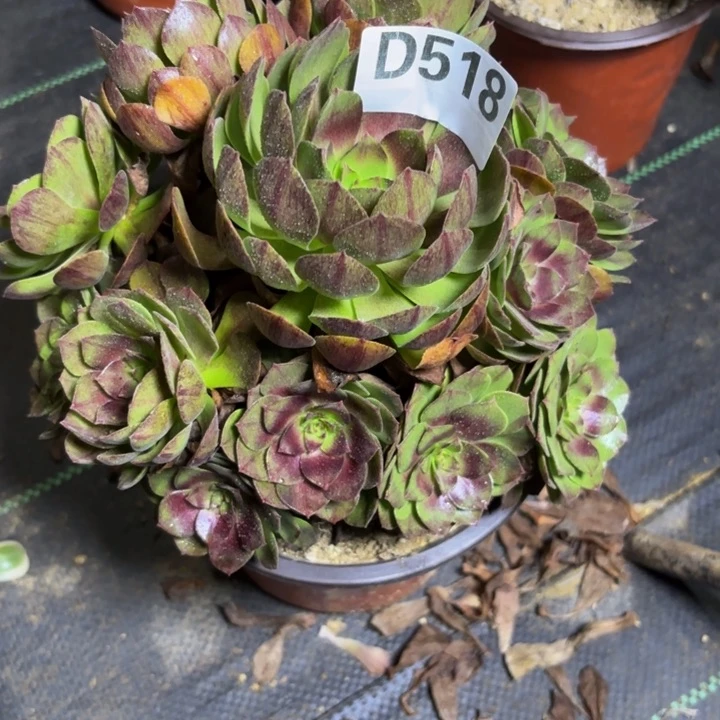 瑞妈多肉园艺518