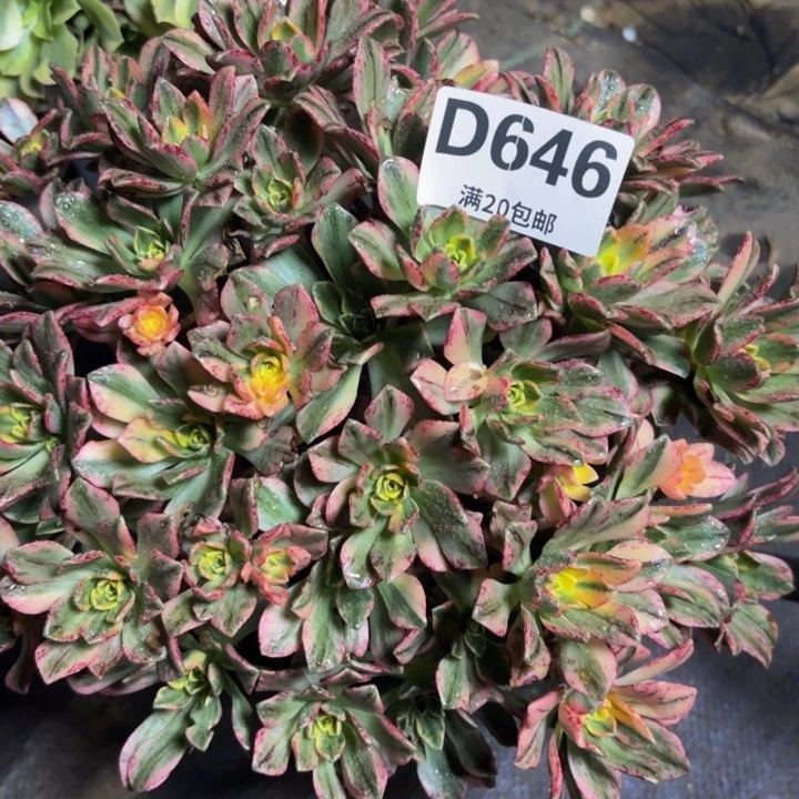 瑞妈多肉园艺 646
