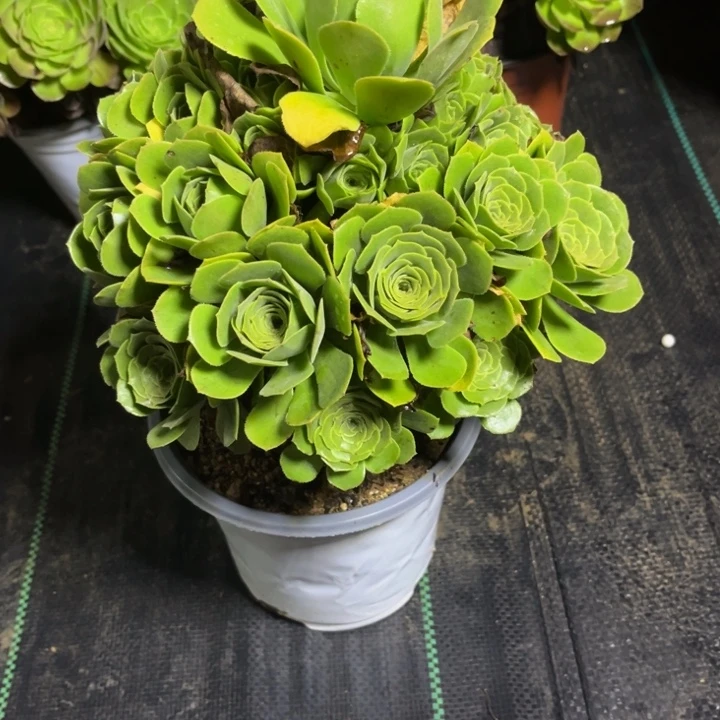 瑞妈多肉植物669