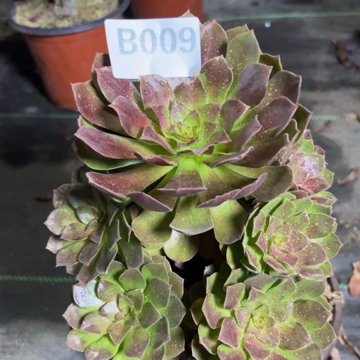 瑞妈多肉园艺009