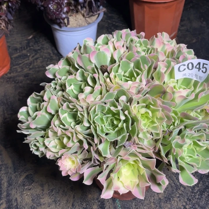 瑞妈多肉植物045