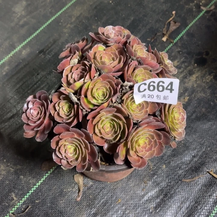 瑞妈多肉植物664