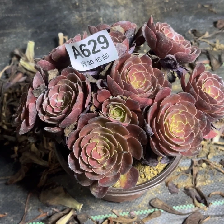 瑞妈多肉植物629