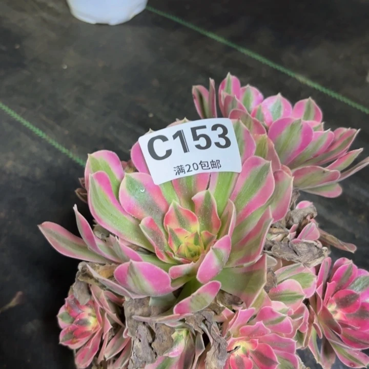 瑞妈多肉园艺153