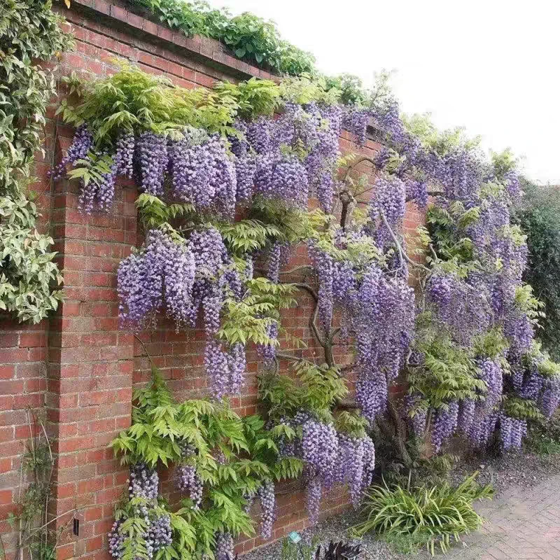 紫藤花树苗爬藤攀爬庭院围墙四季开花植物老桩盆栽花苗藤蔓紫藤萝