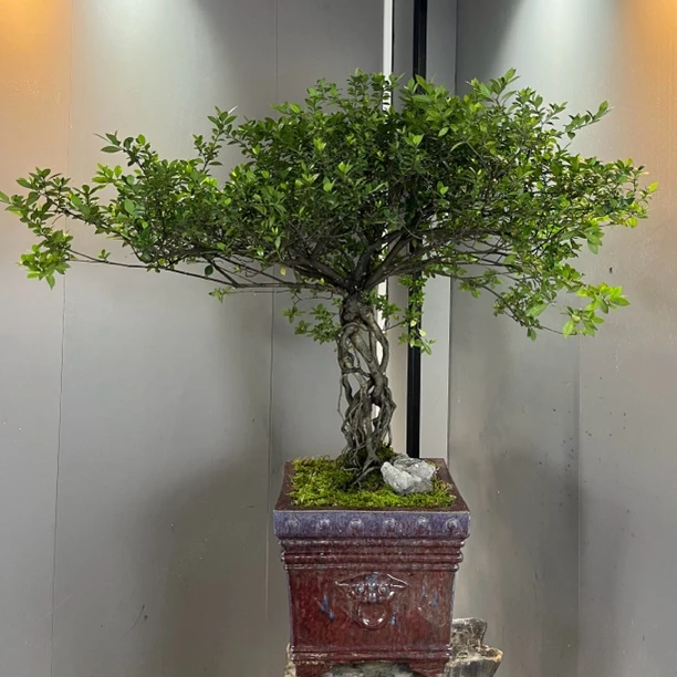 海岛揽叶栀子花【开花机器】