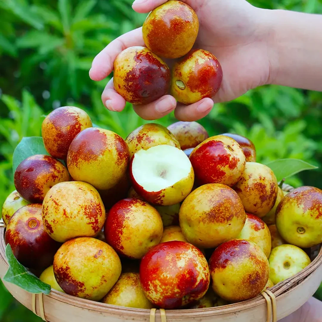 优质脆甜丰收季爽口大颗冰糖紫金香冬枣新鲜应季水果产地发货