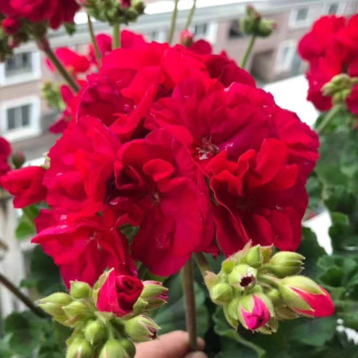 福克西小苗（耐阴勤花），直立天竺葵，紫红色很勤花，包对版