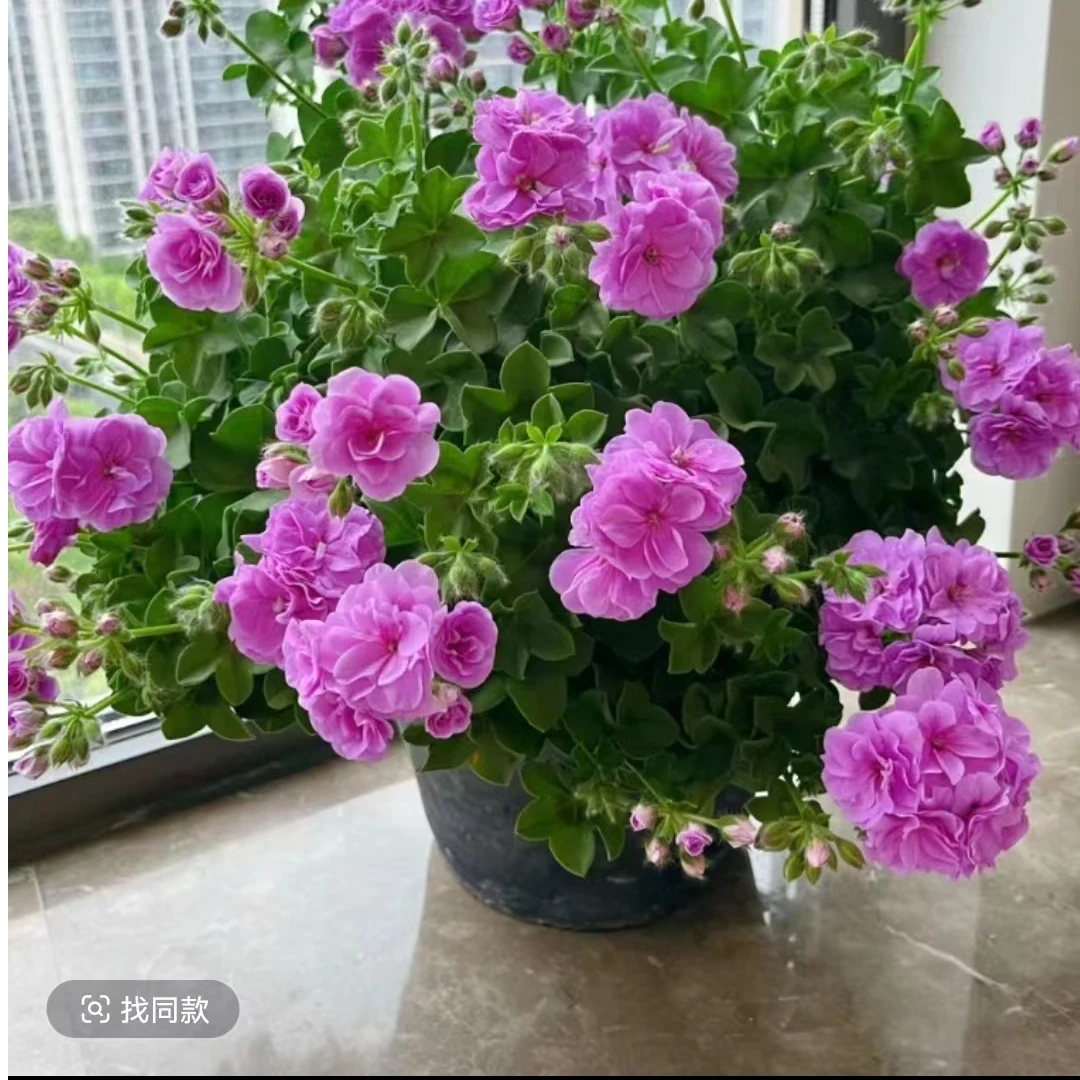 【夏日玫瑰（不带花苞）】垂钓天竺葵庭院耐热勤花好养新手。绿植