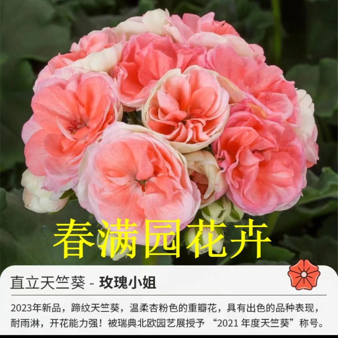 【瑞典玫瑰小姐-直立天竺葵】粉色重瓣，季节原因，介意黄叶勿拍