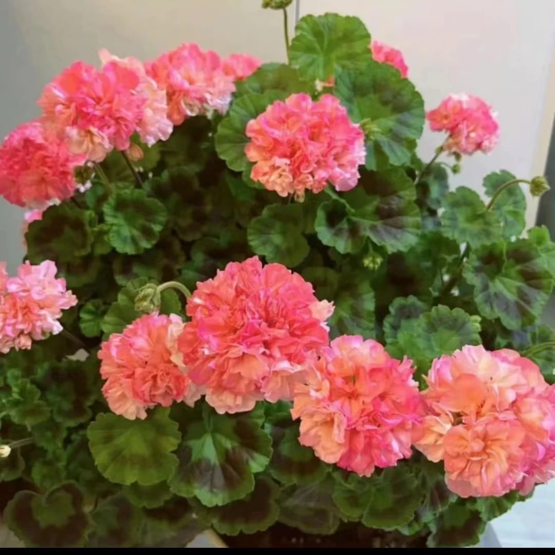 【彩虹（花色渐变）-直立天竺葵】重瓣大花球，阳光越强颜色越重绿植