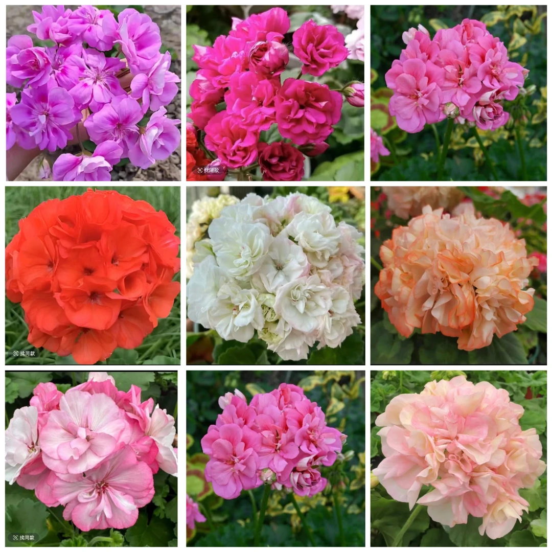 天竺葵随机品种一颗，福袋商品，不指定颜色跟品种。