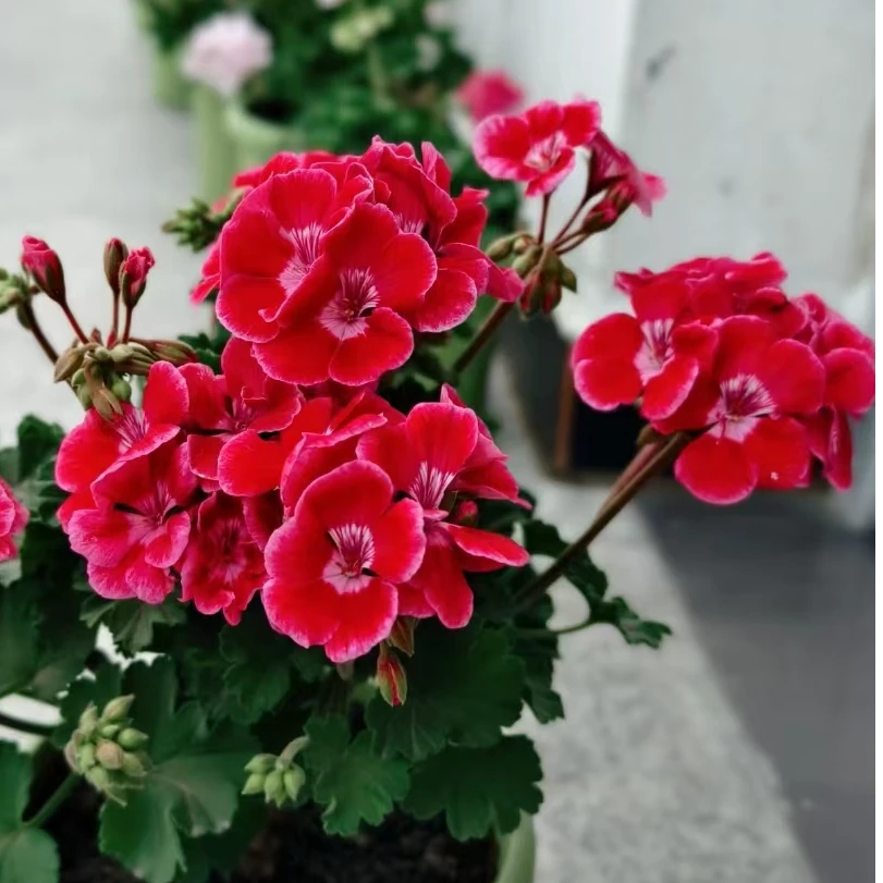 【红宝石(开花机器)】直立天竺葵,新手推荐,勤花好养品种,深红色