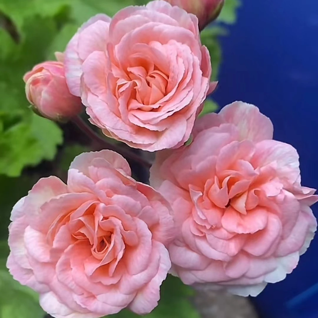【星系（小苗）】兽系天竺葵。玫瑰花型勤花品种，包对版绿植