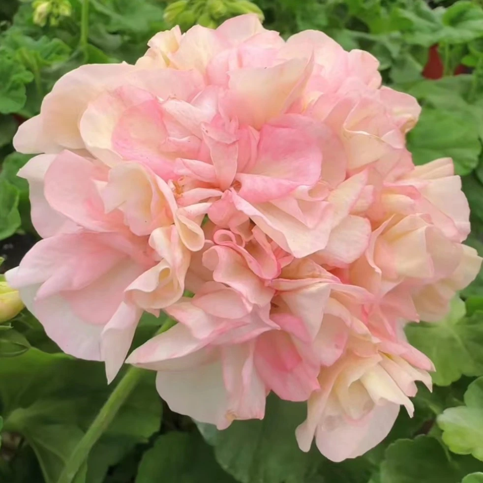 苏菲艾玛（大花球），直立天竺葵，介意黄叶勿拍，包对版绿植
