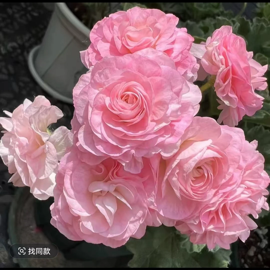 【伊曼纽尔-半兽系】粉色重瓣新品，季节原因，介意黄叶勿拍。