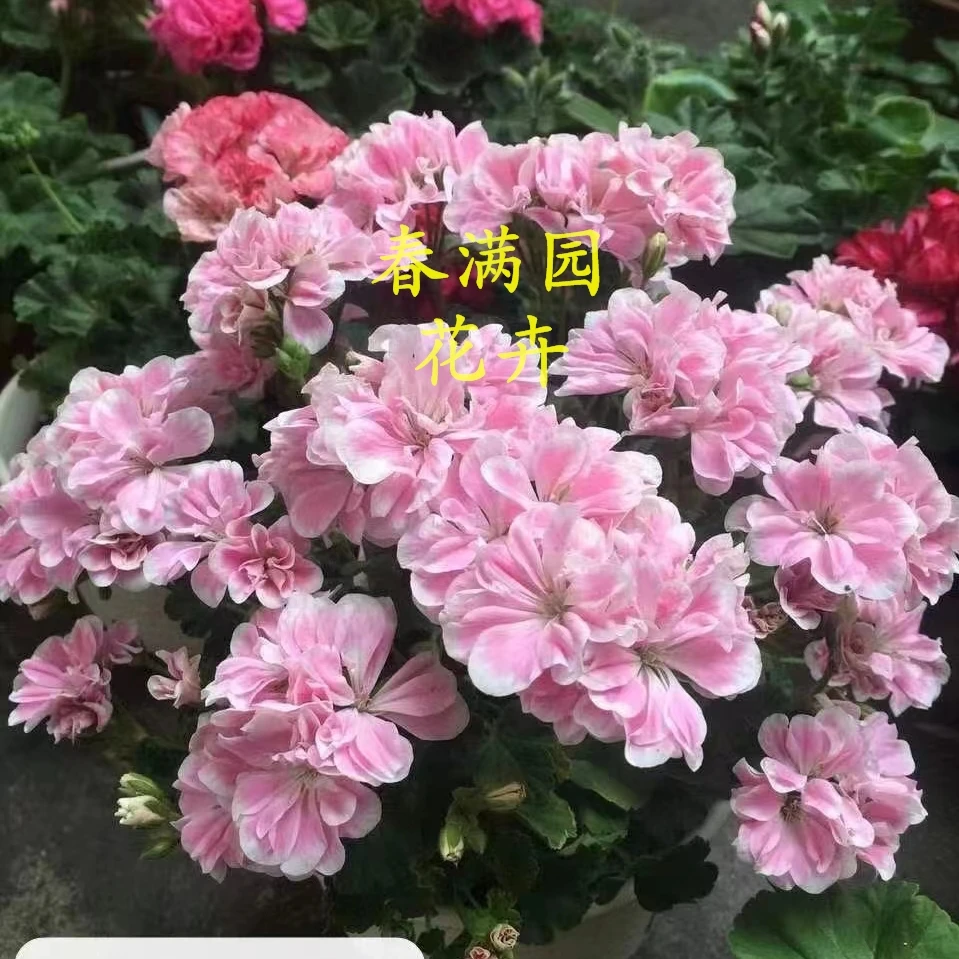 【童话故事(开花机器)-直立天竺葵】矮生品种，有时会出现白边消失。