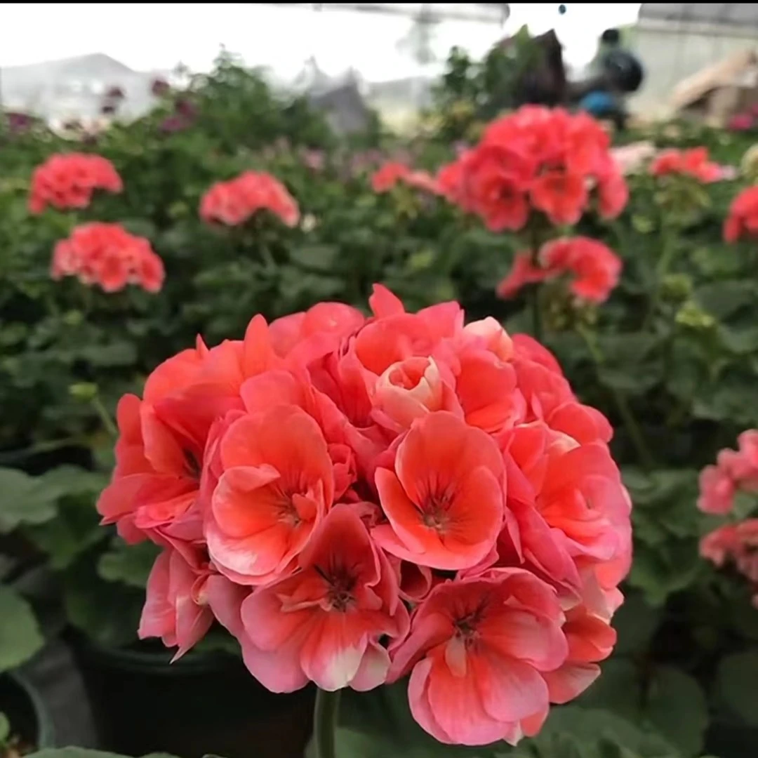 【大山宫】不带花苞,直立天竺葵,四季开花好养阳台庭院花,达人专用