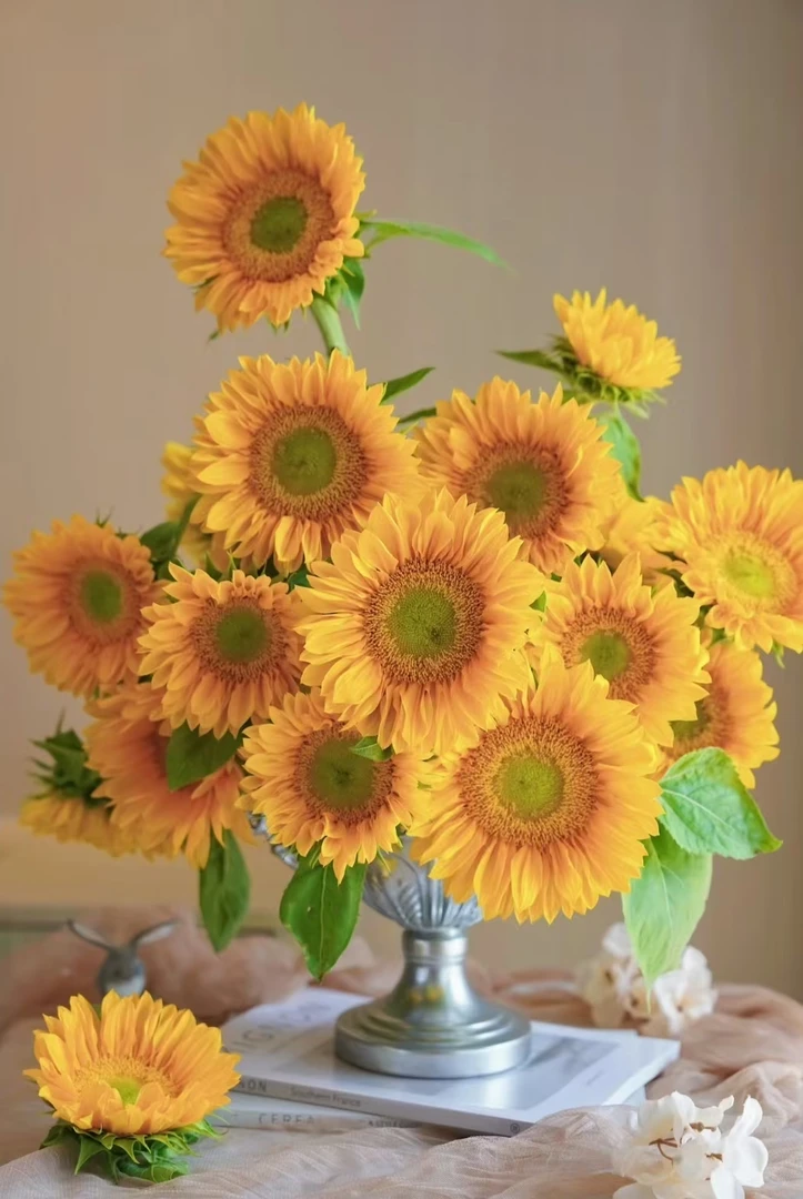 【向日葵】绿芯向日葵5枝|全场任意满两单鲜花包邮