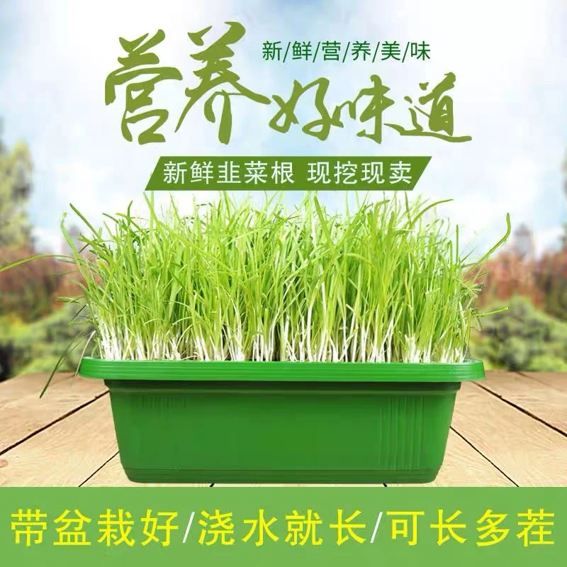 韭菜根苗紫根红根带土蔬菜宽叶大叶独根红韭菜根种籽子种子盆栽苗