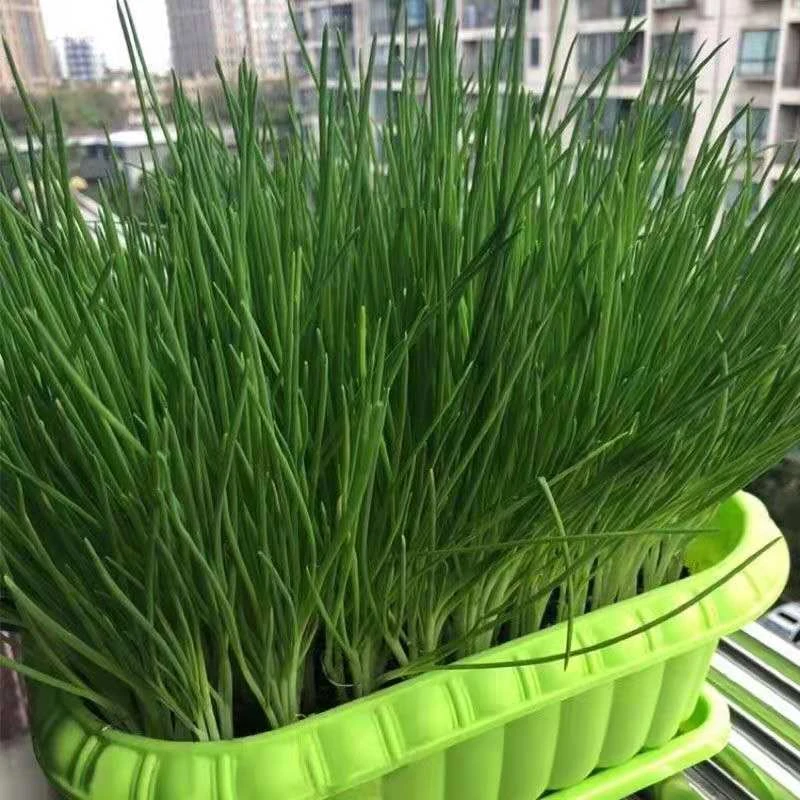 四季小香葱小分葱小葱种籽子阳台盆栽小香葱农家庭院种植蔬菜种籽