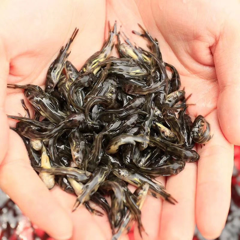 黄骨鱼 黄辣丁鱼 黄颡鱼杂交黄骨鱼 广州发货包邮