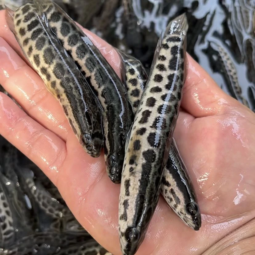 黑鱼 黑鱼乌鱼杂交黑鱼财鱼 黑鱼