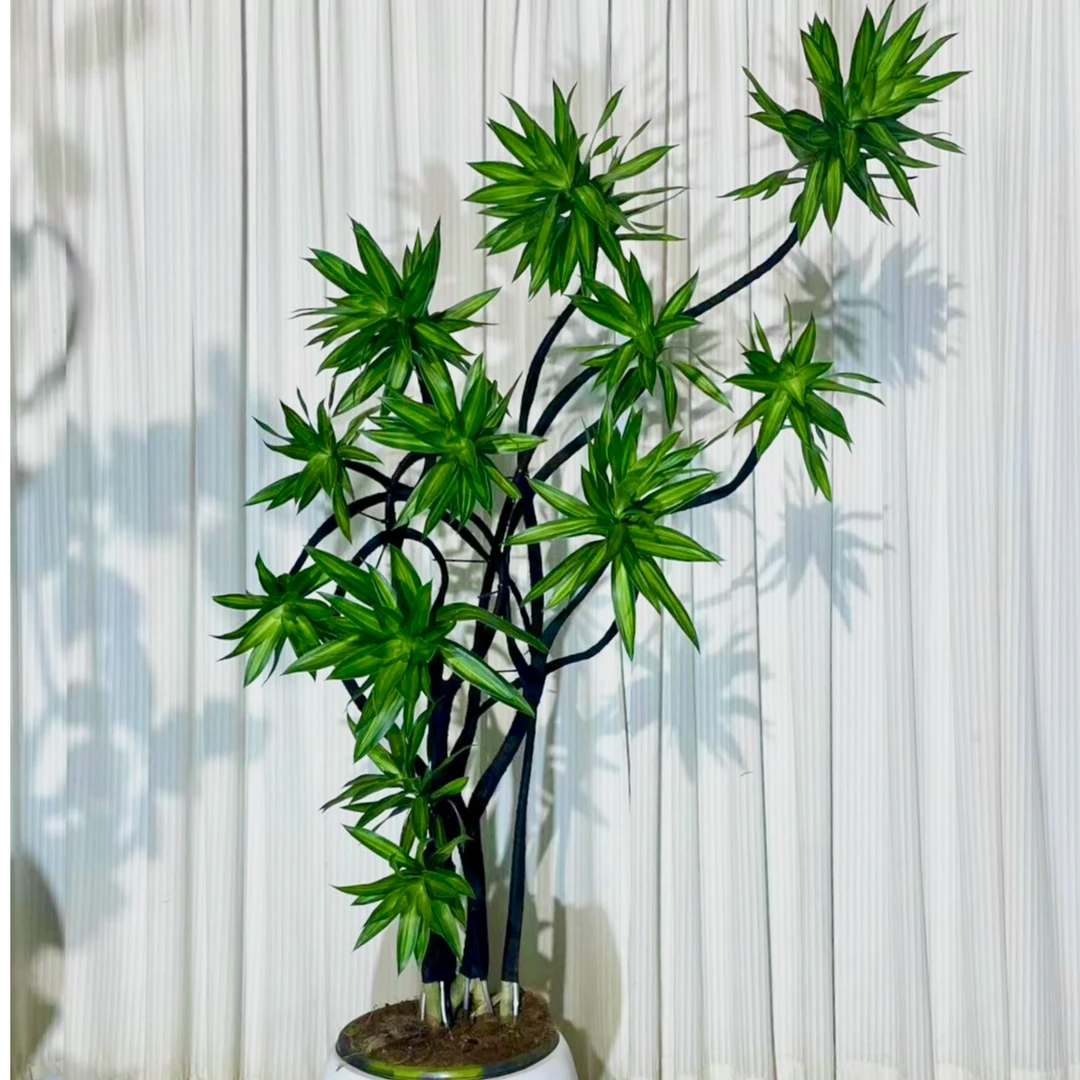 金心百合竹室内网红绿植好养易活