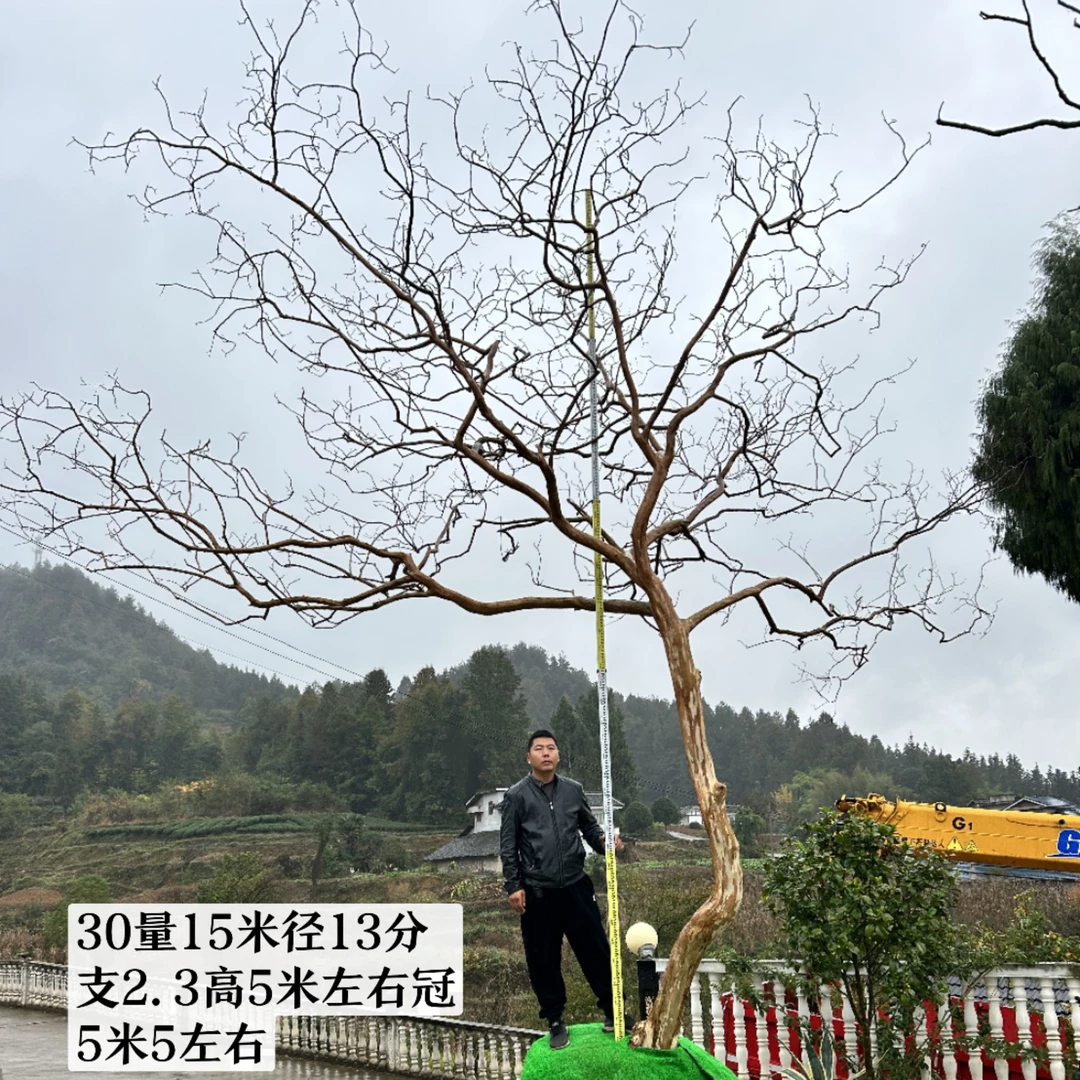 贵州原生红花老紫薇风景树