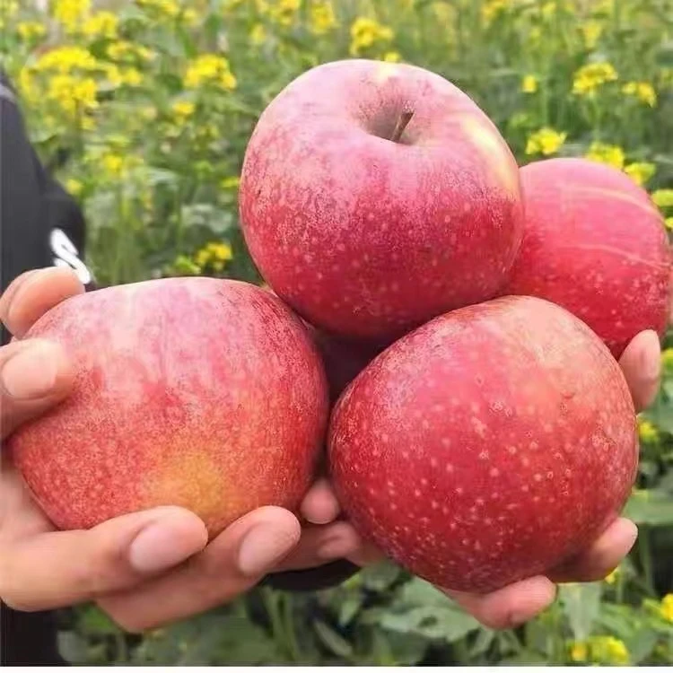 苹果好吃好吃非常好吃