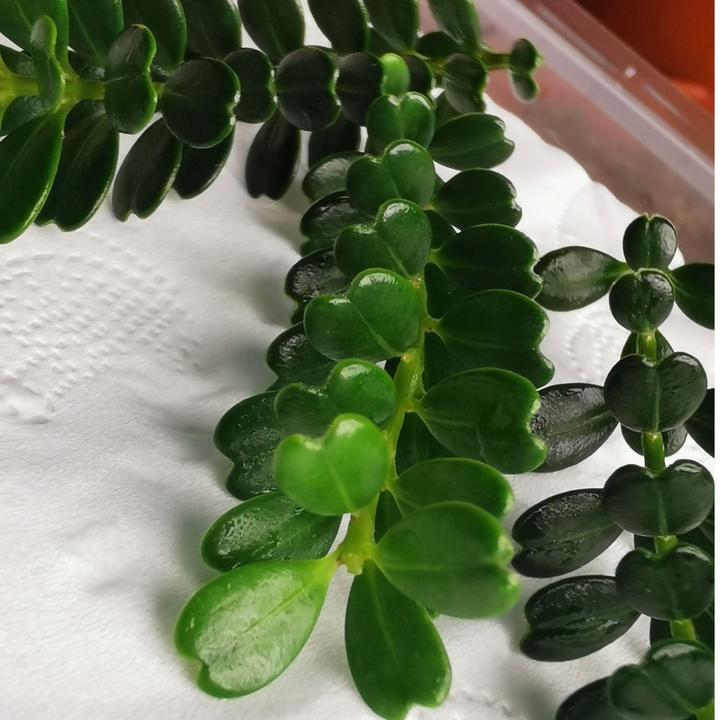 凤米精品叶性小苗赛珍珠老翔凤等等（随机发货）4叶起