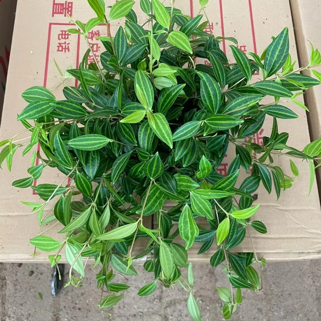 钻石翡翠桌面鲜活绿植盆栽懒人好养净化空气常绿藤蔓