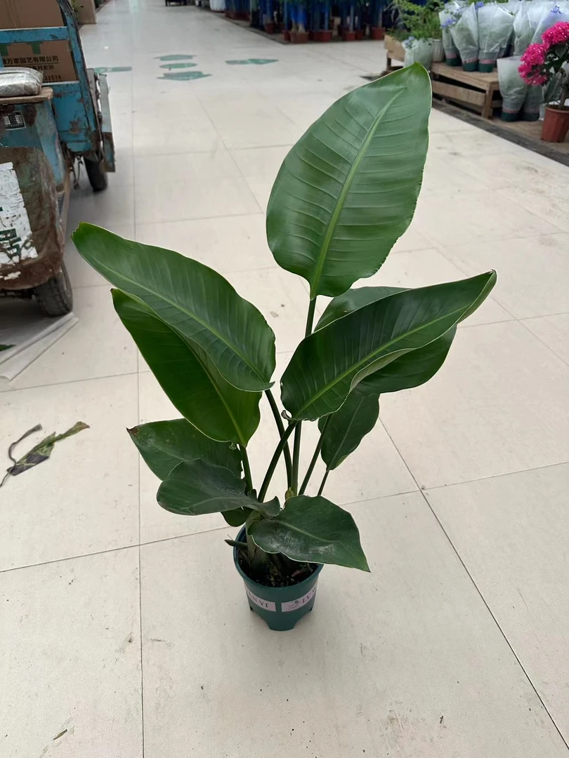 天堂鸟 客厅办公室守护绿植