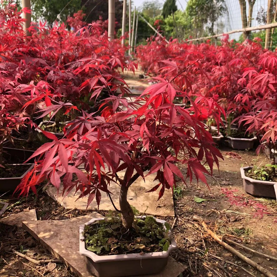 日本红枫盆景三季红小叶红盆栽老桩四季树苗红叶子室内阳台庭院植