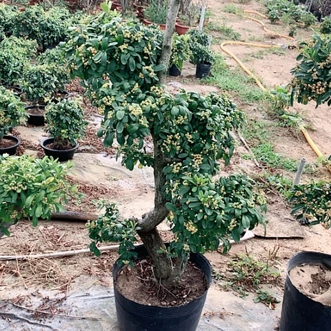 C**晓火棘吉祥果