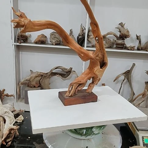 木男**梦崖柏崖柏崖柏崖柏崖柏