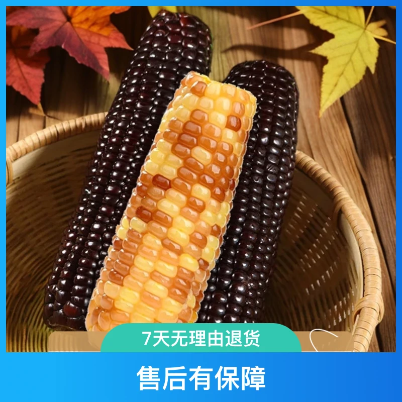 东北花糯玉米四只+黑糯玉米四只健康营养天然好吃方便真空4斤上