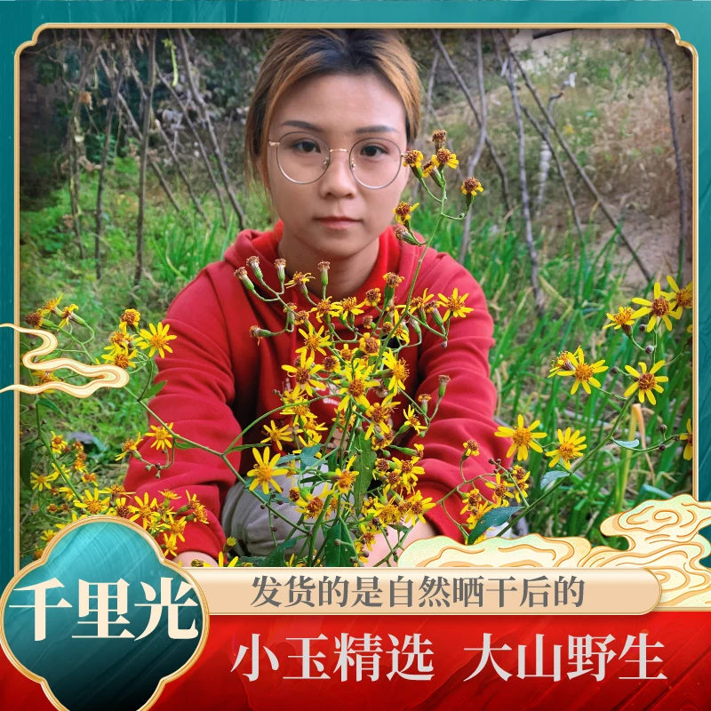 千里光 大山野生采摘 泡水洗澡 洗眼睛【非野菊花】