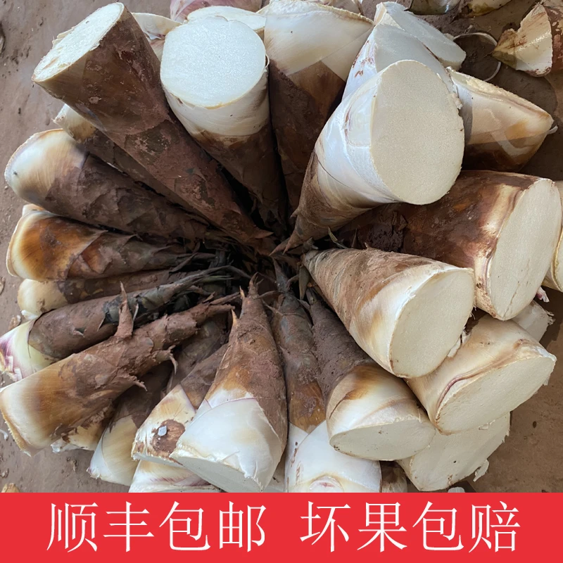 【精品小笋】云南普洱思茅新鲜甜笋3斤/5斤装（小笋/顺丰包邮）