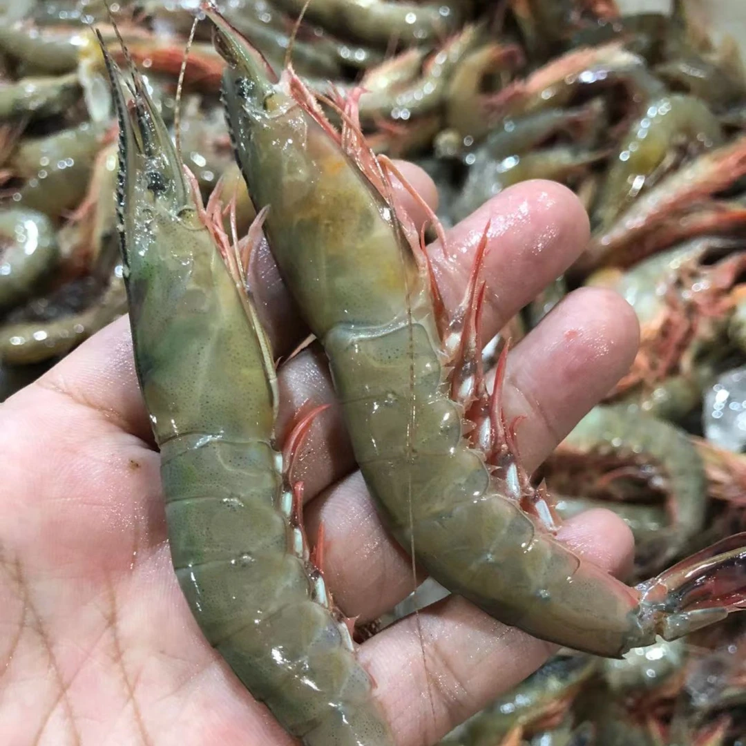吕四海鲜  完整金钩虾 8两/盒  鲜冻